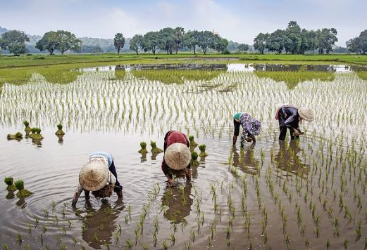 10-problems-of-agriculture-in-nigeria-and-solutions